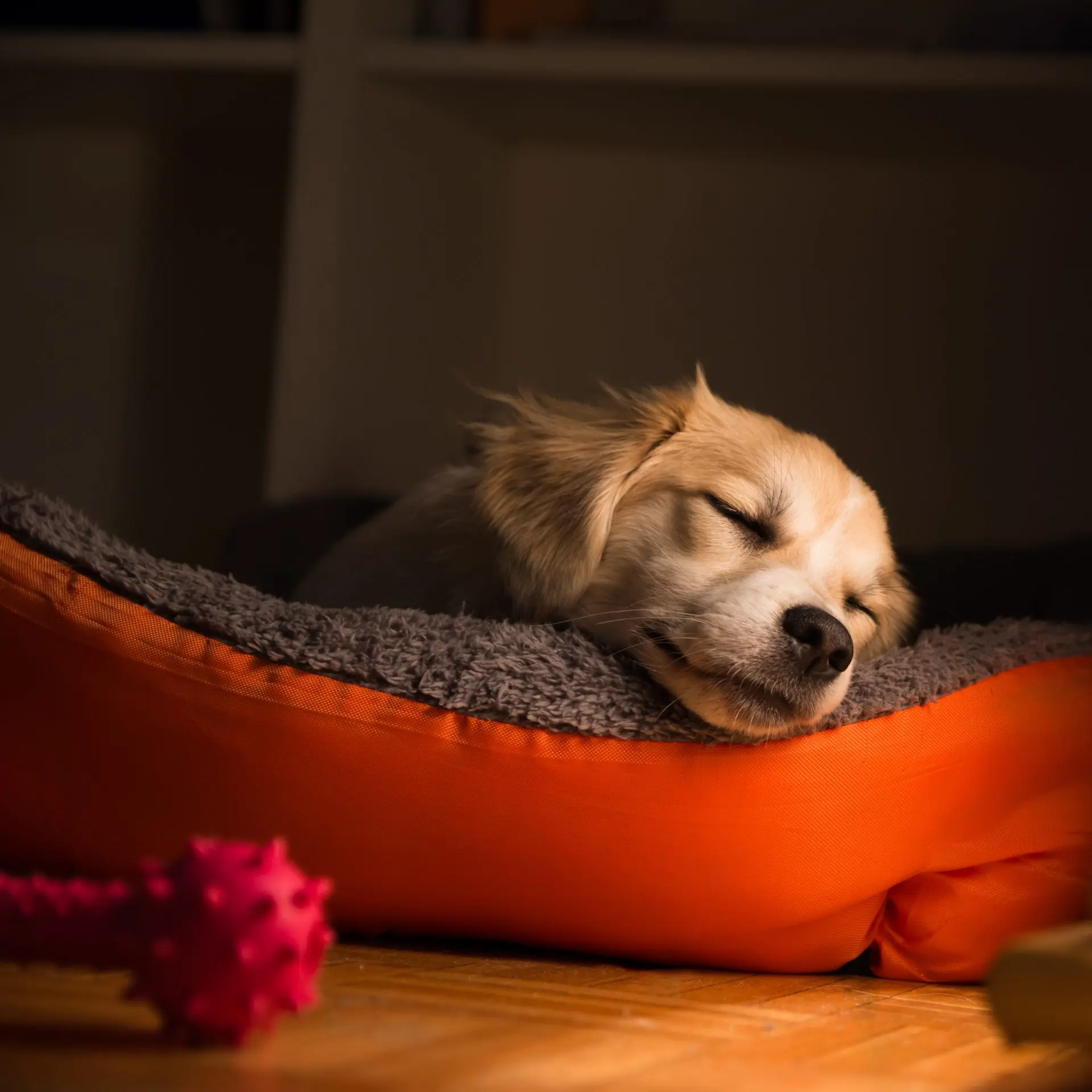 How to make your puppy sleep in his bed hotsell