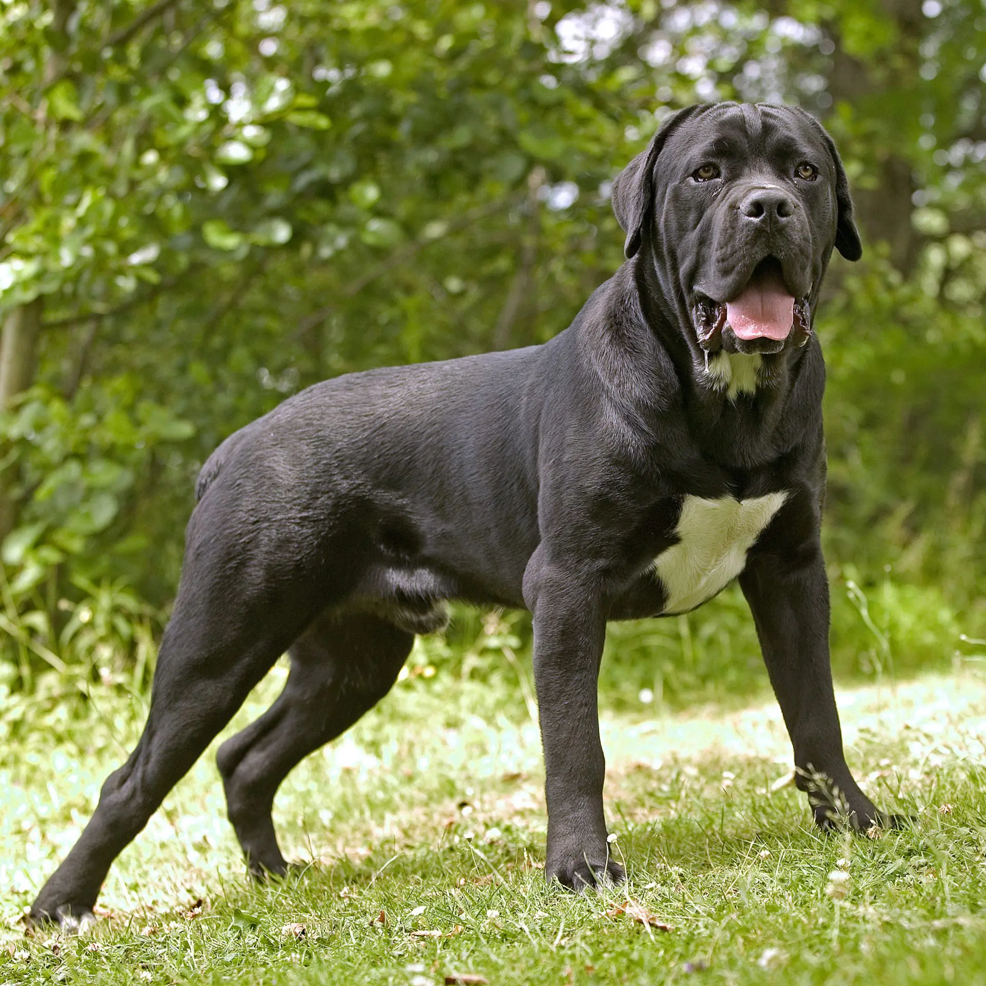 Cane Corso puppies for sale near me