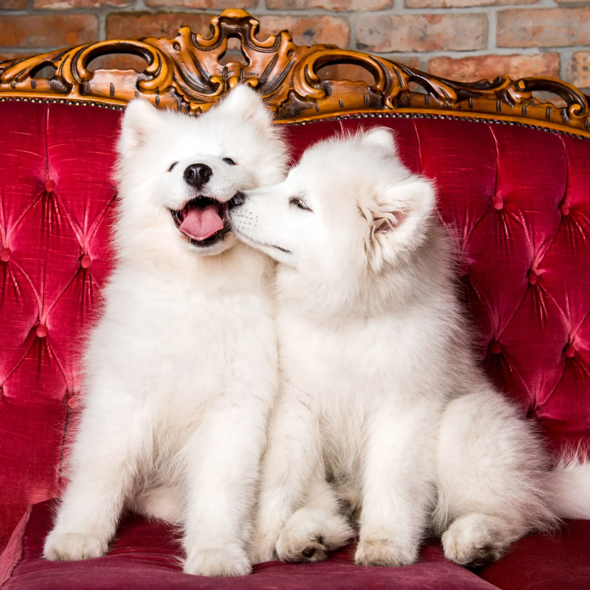 are samoyed dogs expensive