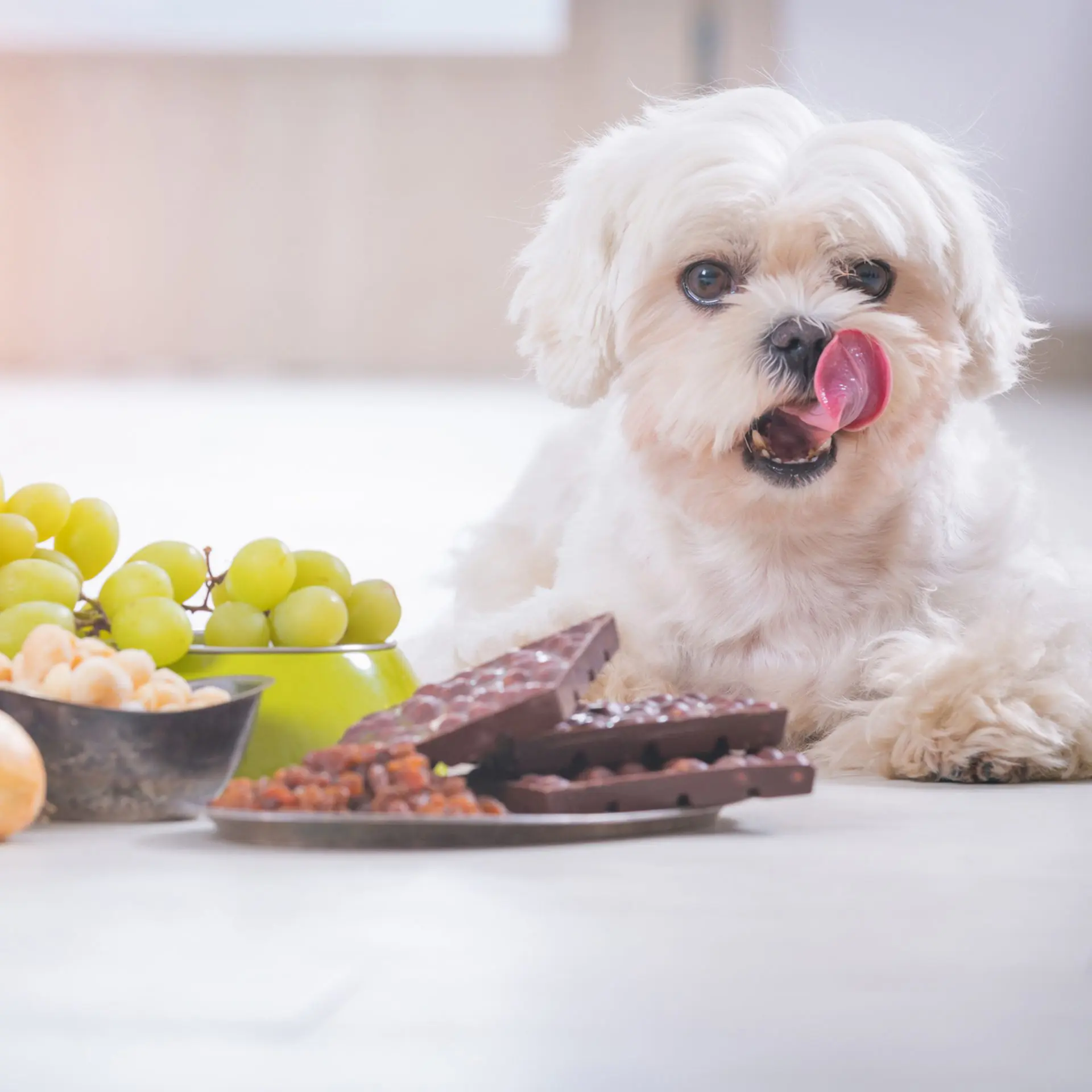 Not just chicken bones can kill your dog 10 dangerous foods