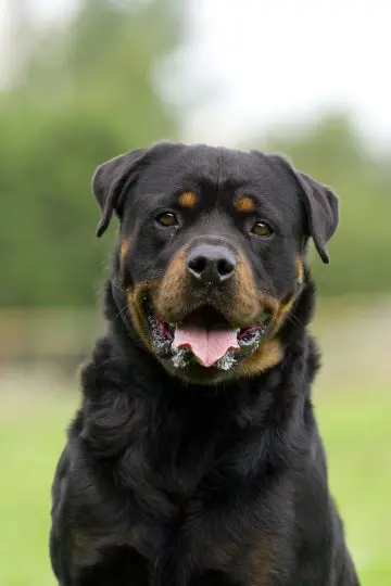 Rottweiler breed from butcher s dog to loyal family member