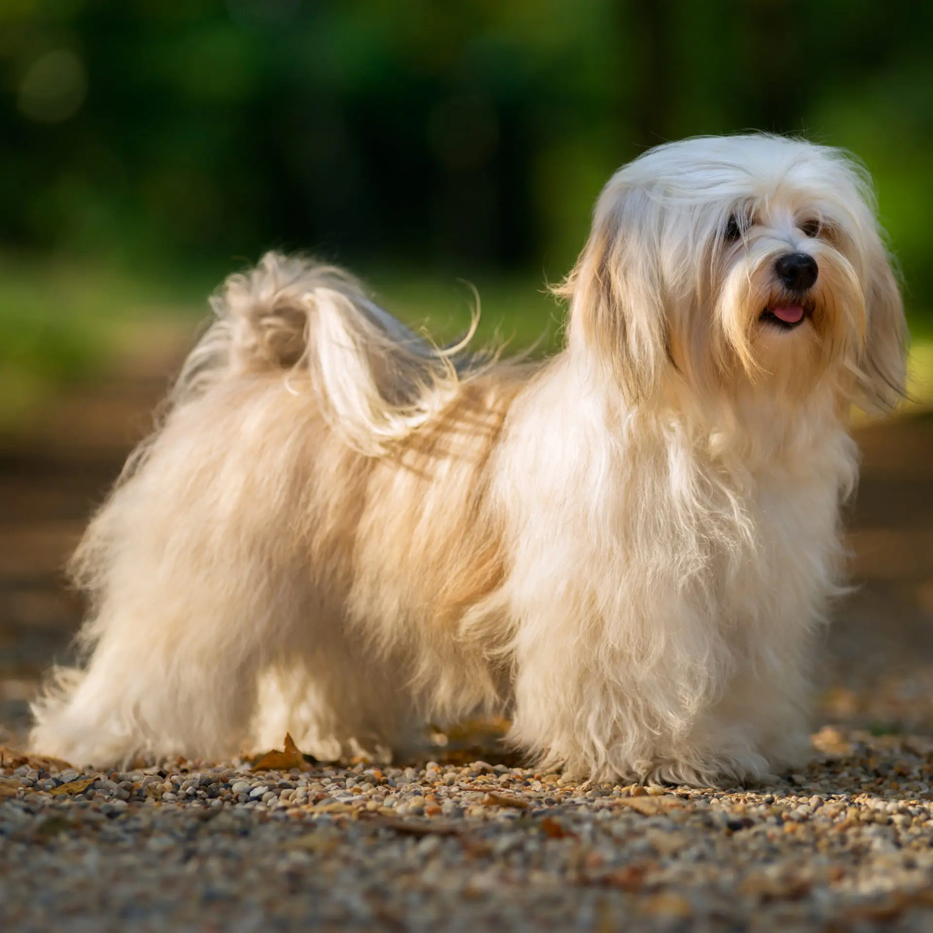 Bichon Havanese: the perfect compact companion dog