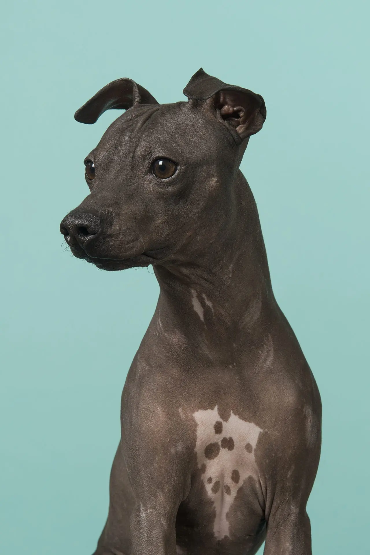 Hairless fashion rat terrier