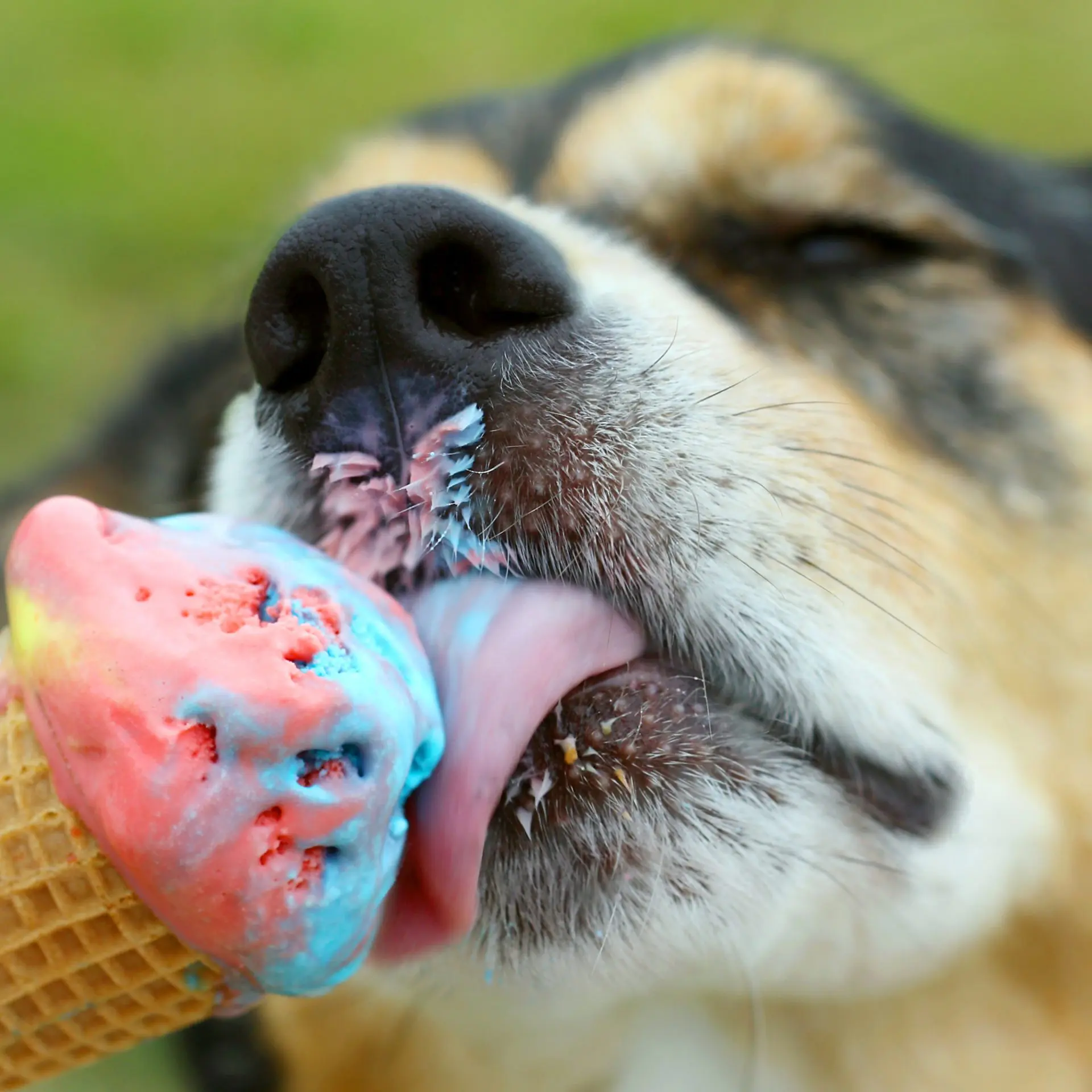 Can dogs eat ice cream