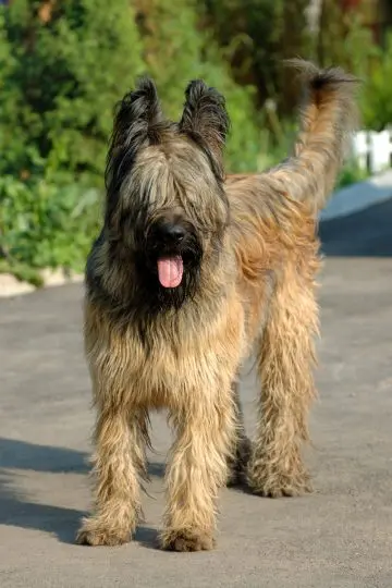 Briard dog pictures shops