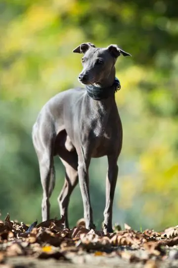 do italian greyhounds bite