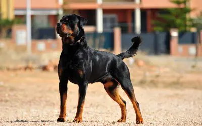 Biggest german rottweiler best sale