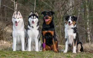 huskk,  rottweiler és ausztrál juhászkutya 