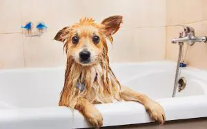 dog bathing