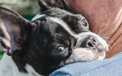 francia bulldog a gazdihoz bújik