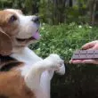 dog wants chocolate