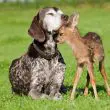 dog with a fawn