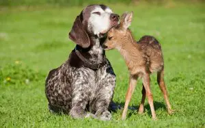 dog with a fawn