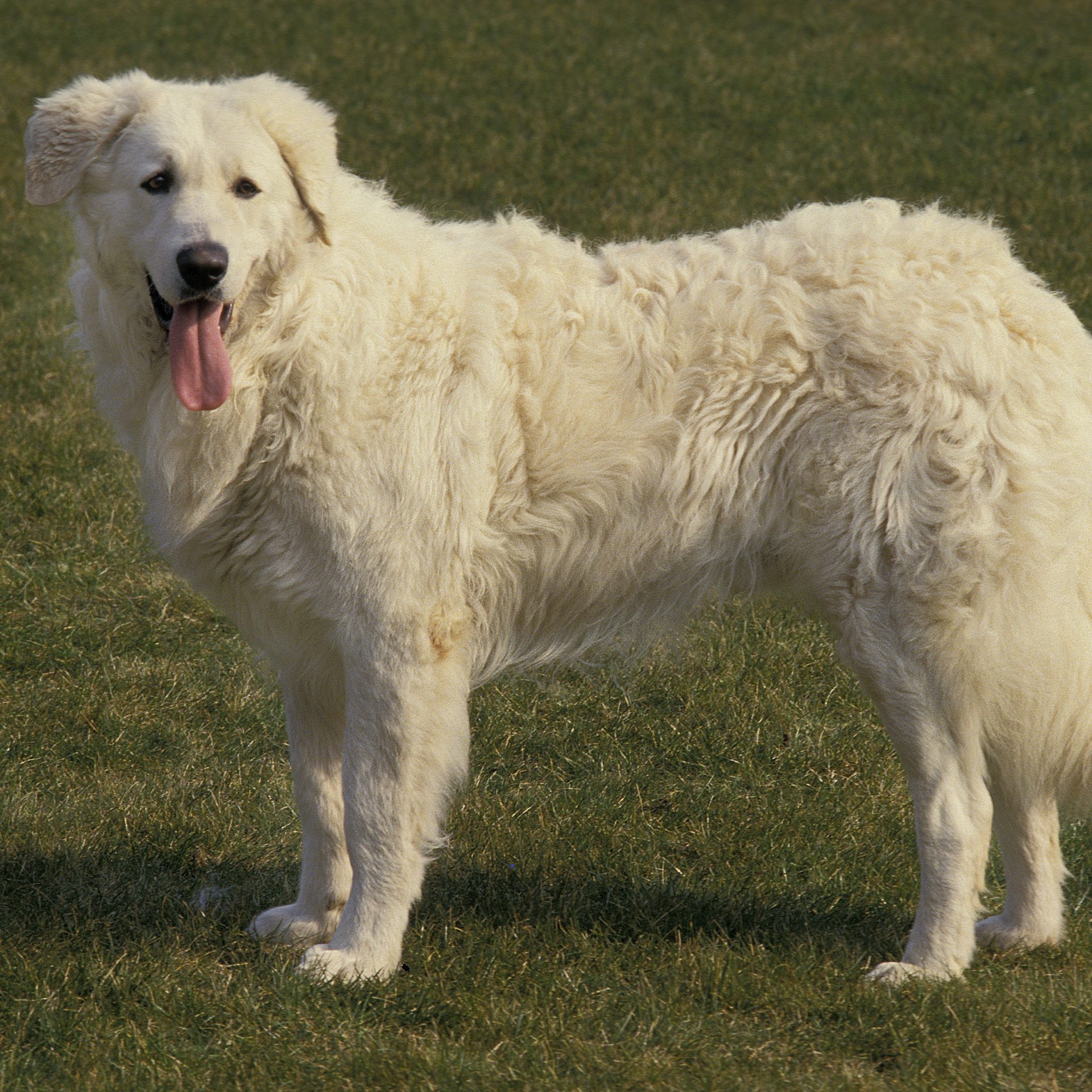 Fashion kuvasz puppies for