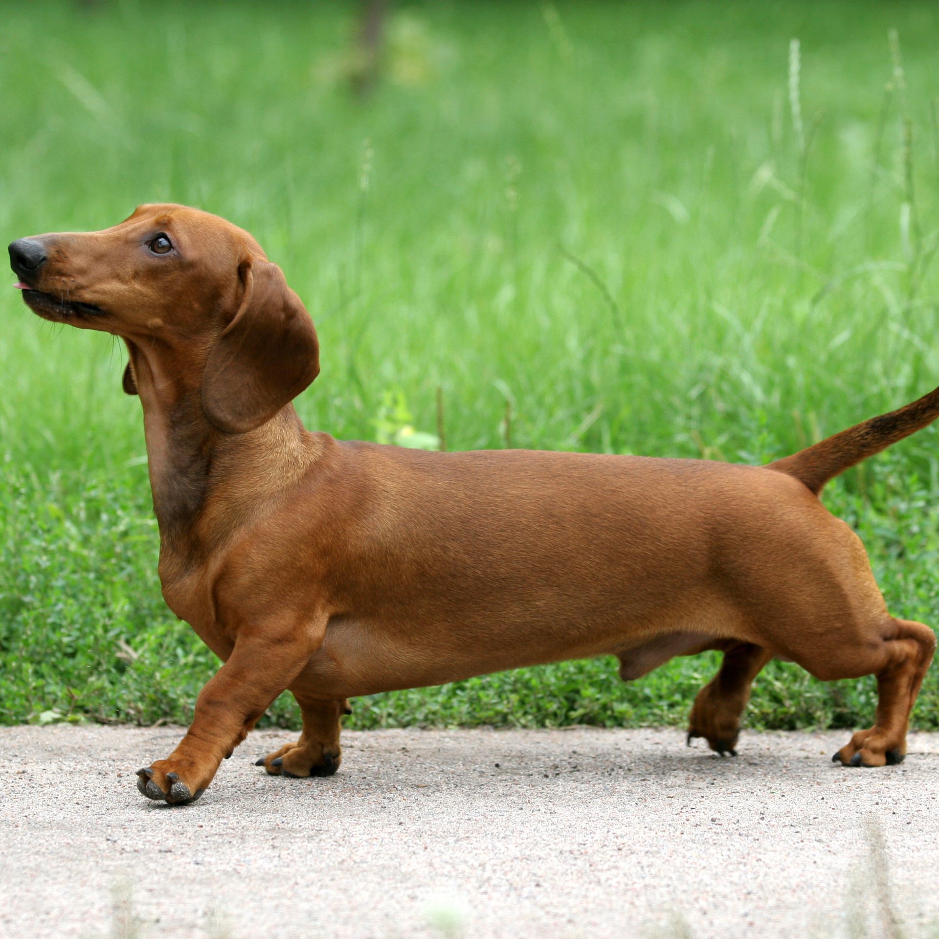 Fashion long bodied short legged breed of dog