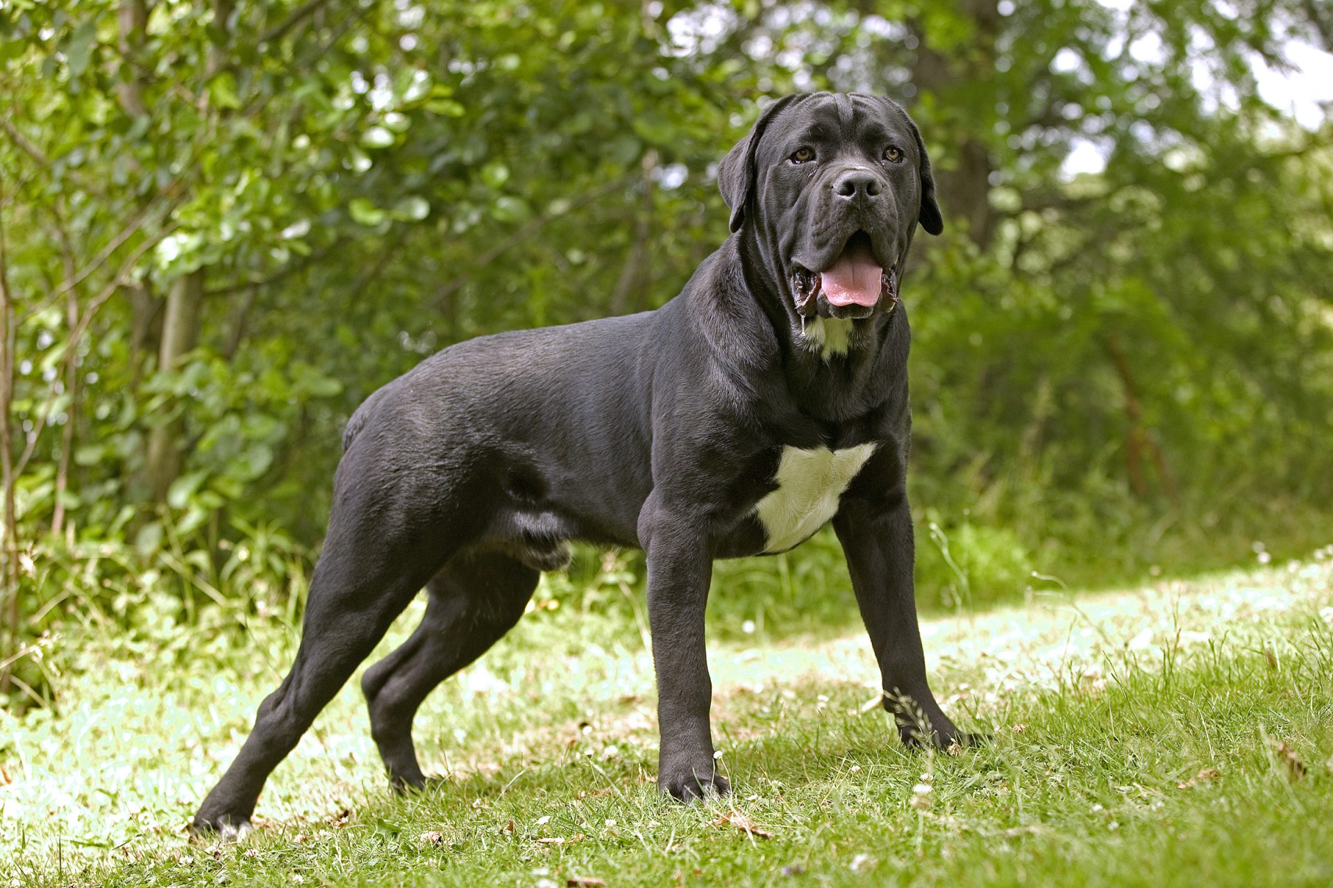Facts About the Cane Corso That You May Not Know