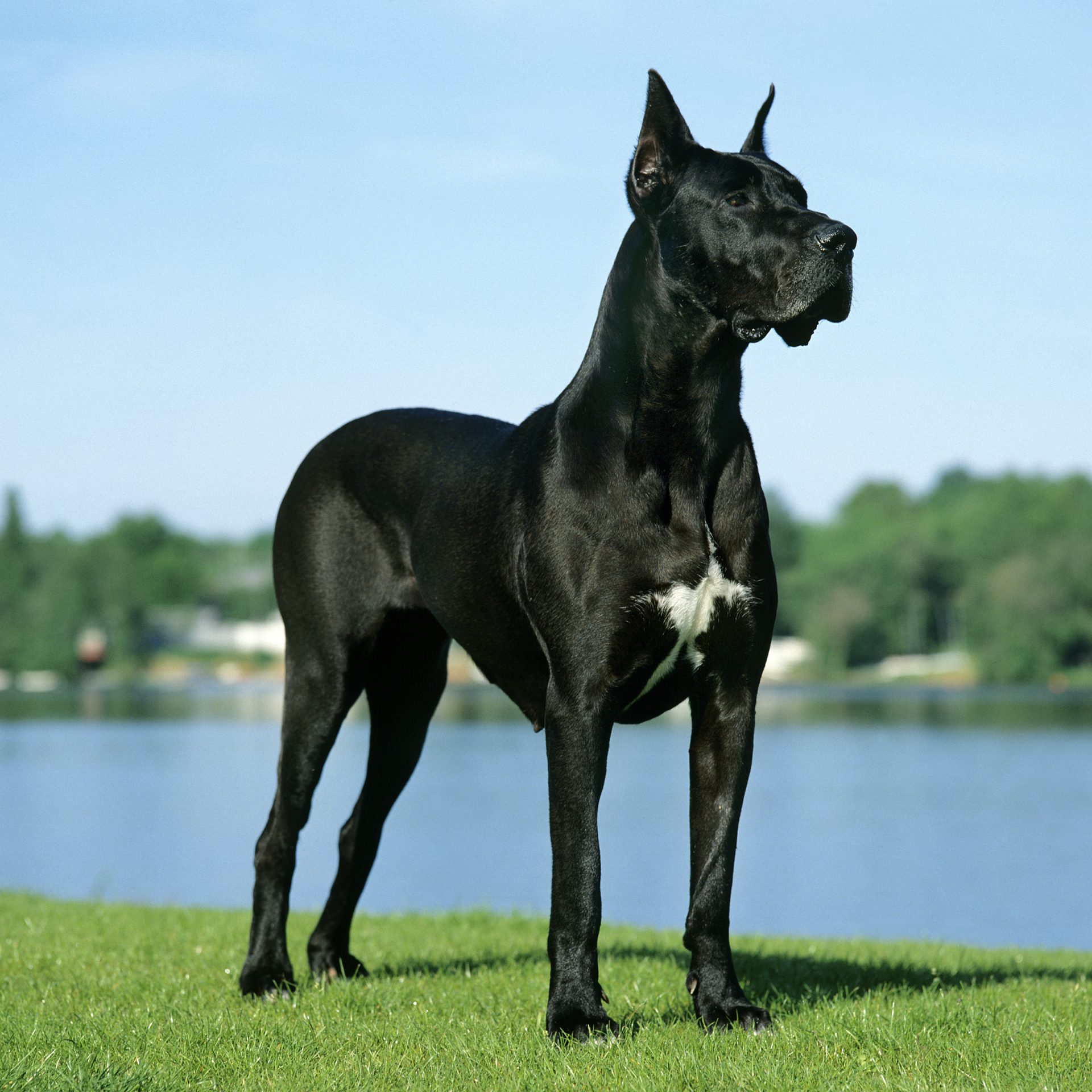 Grain shops dane dog