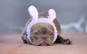 french bulldog