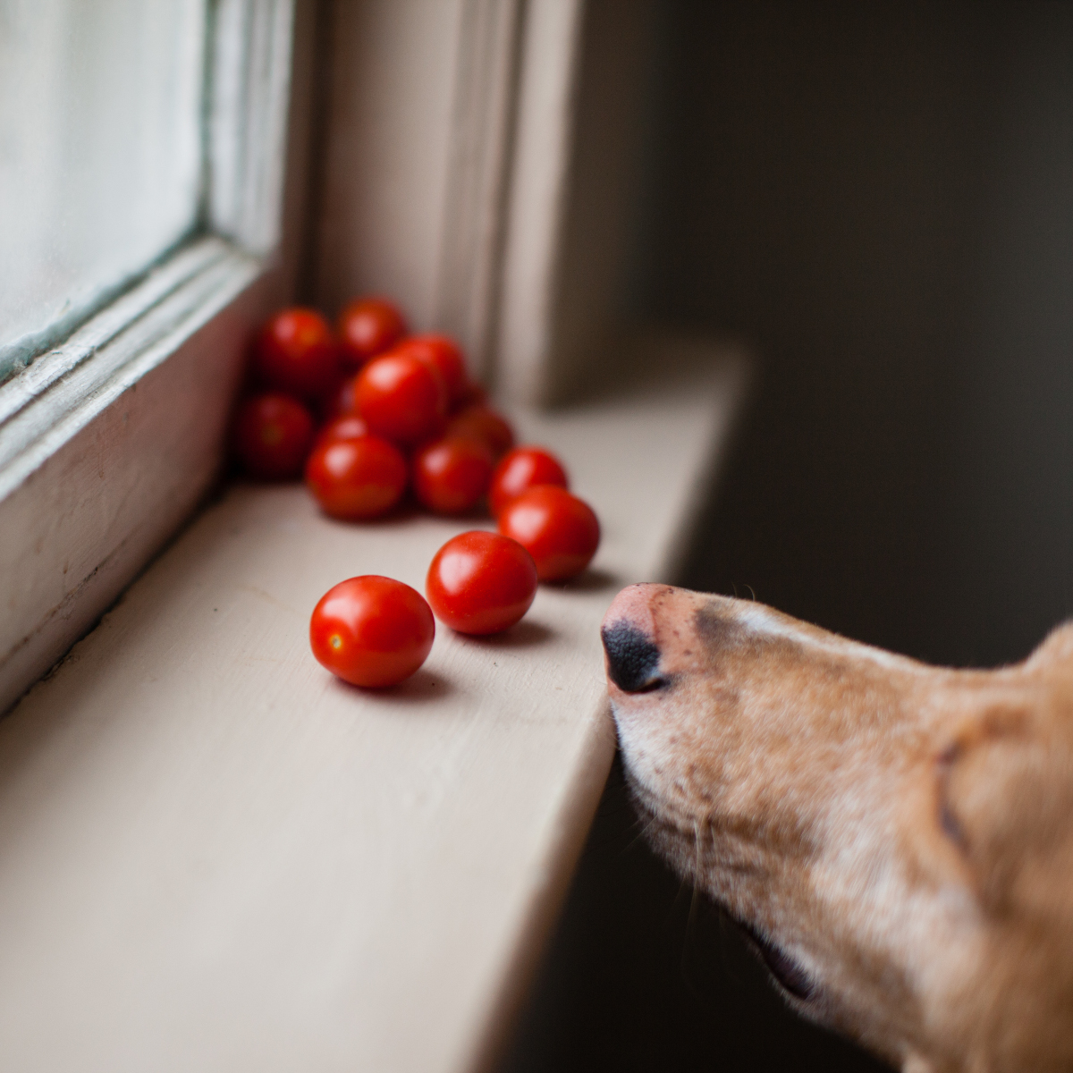 can dogs eat cherry tomato