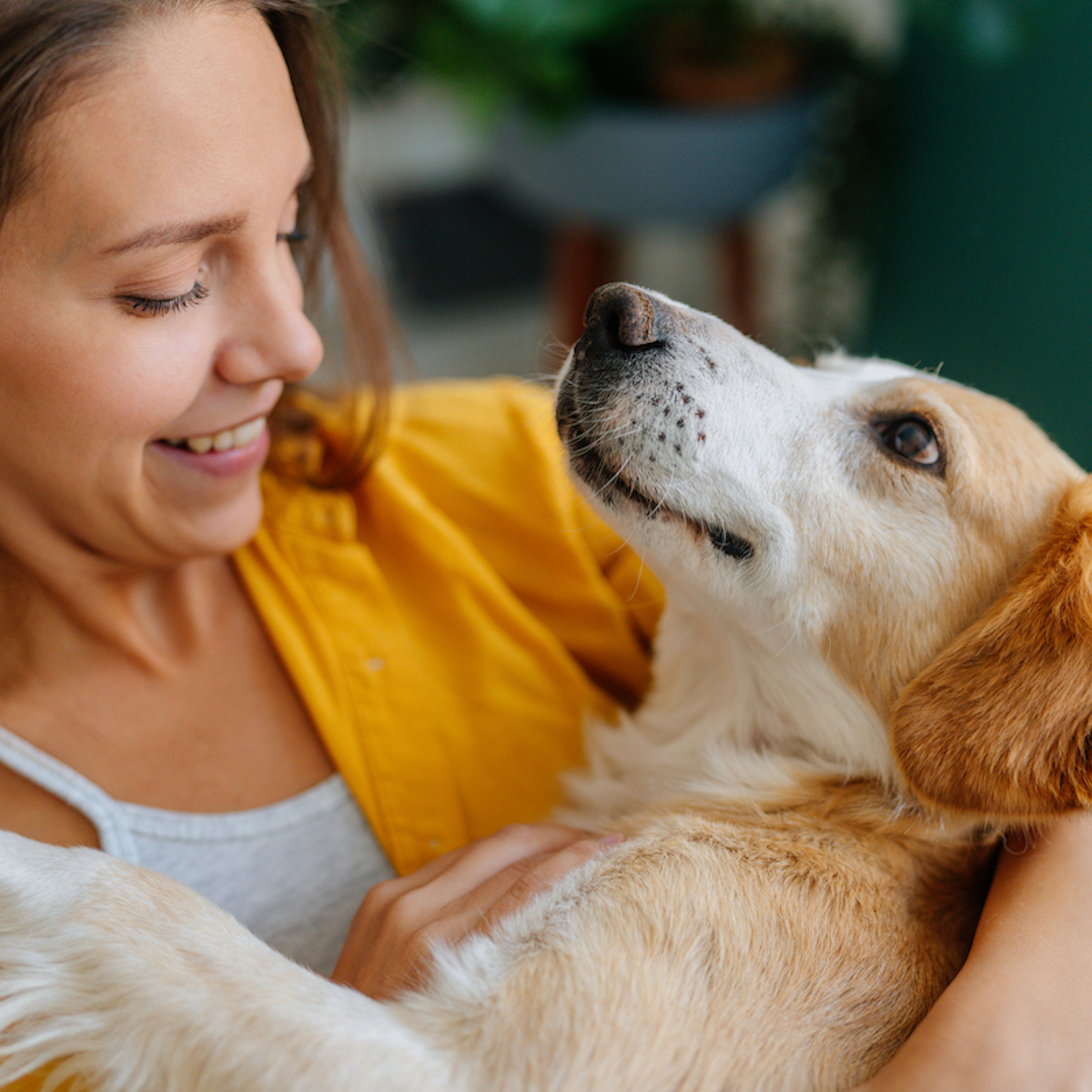 Why are dogs more attached to certain people?