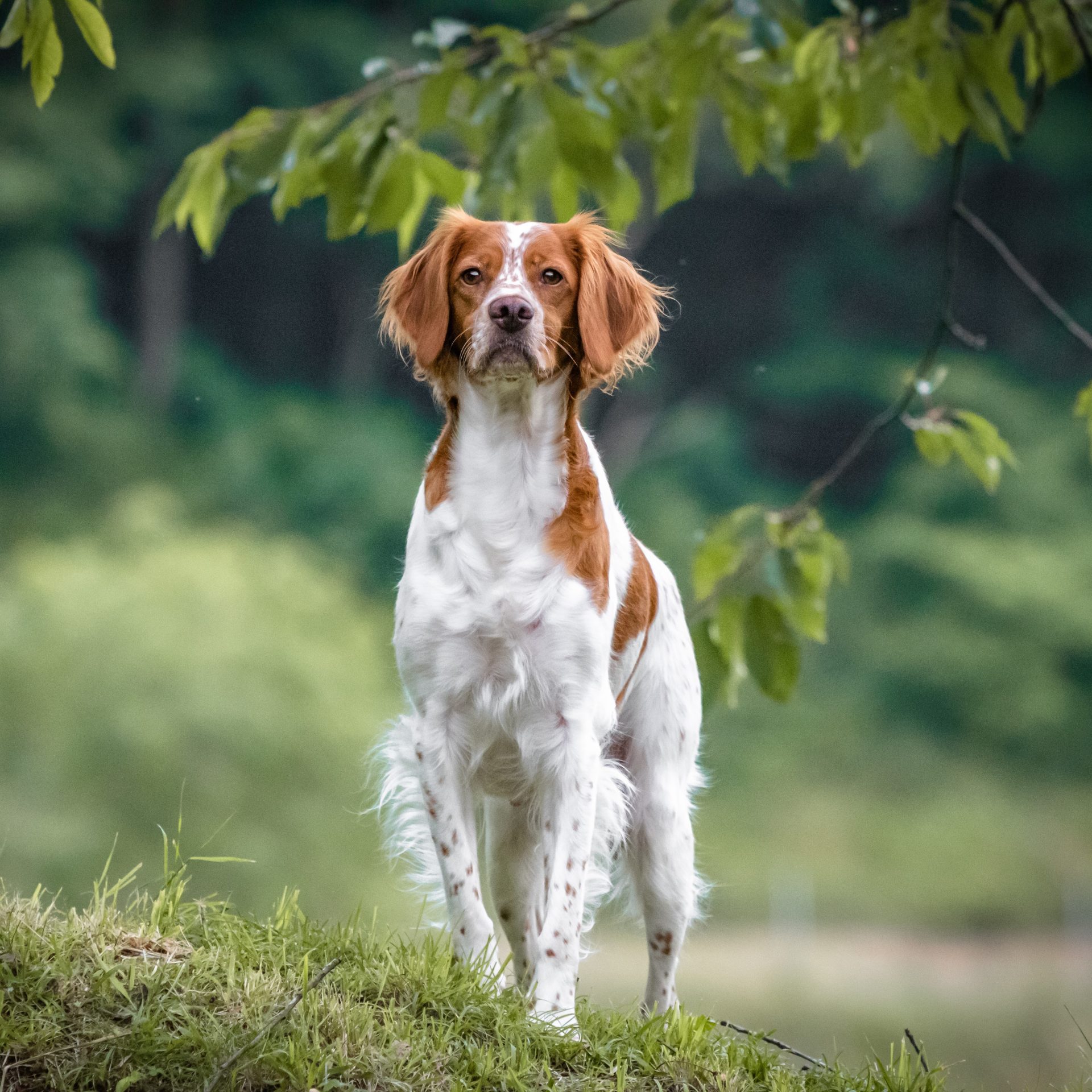 Field fashion training brittany spaniel