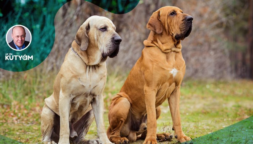 Fila Brasileiro: Character & Ownership - Dog Breed Pictures - dogbible