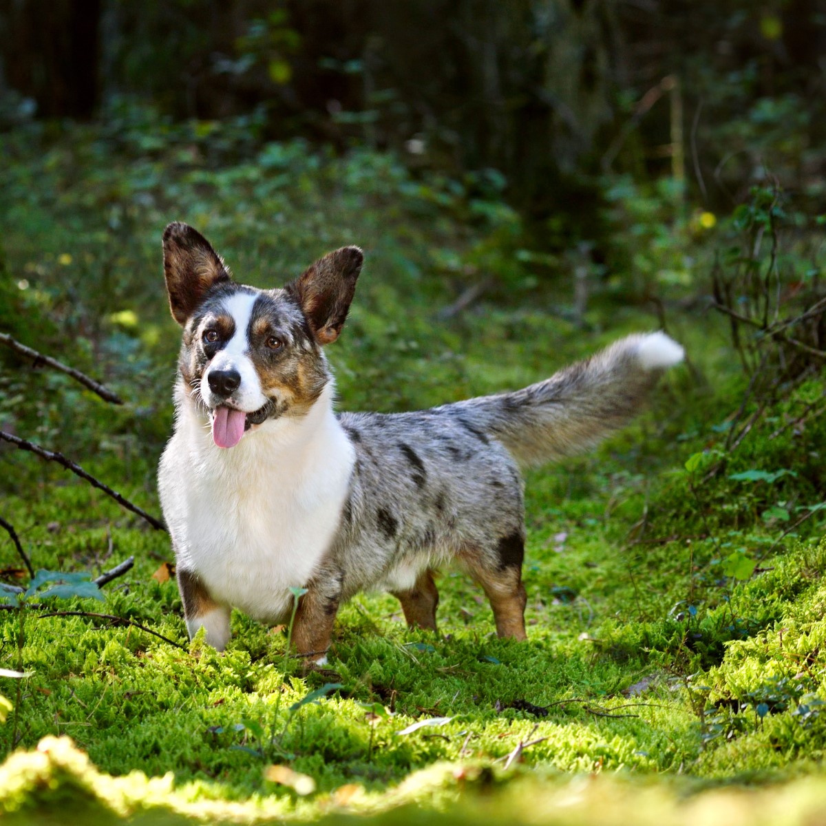 Cardigan Welsh Corgi the fox like puppy that once herded cattle