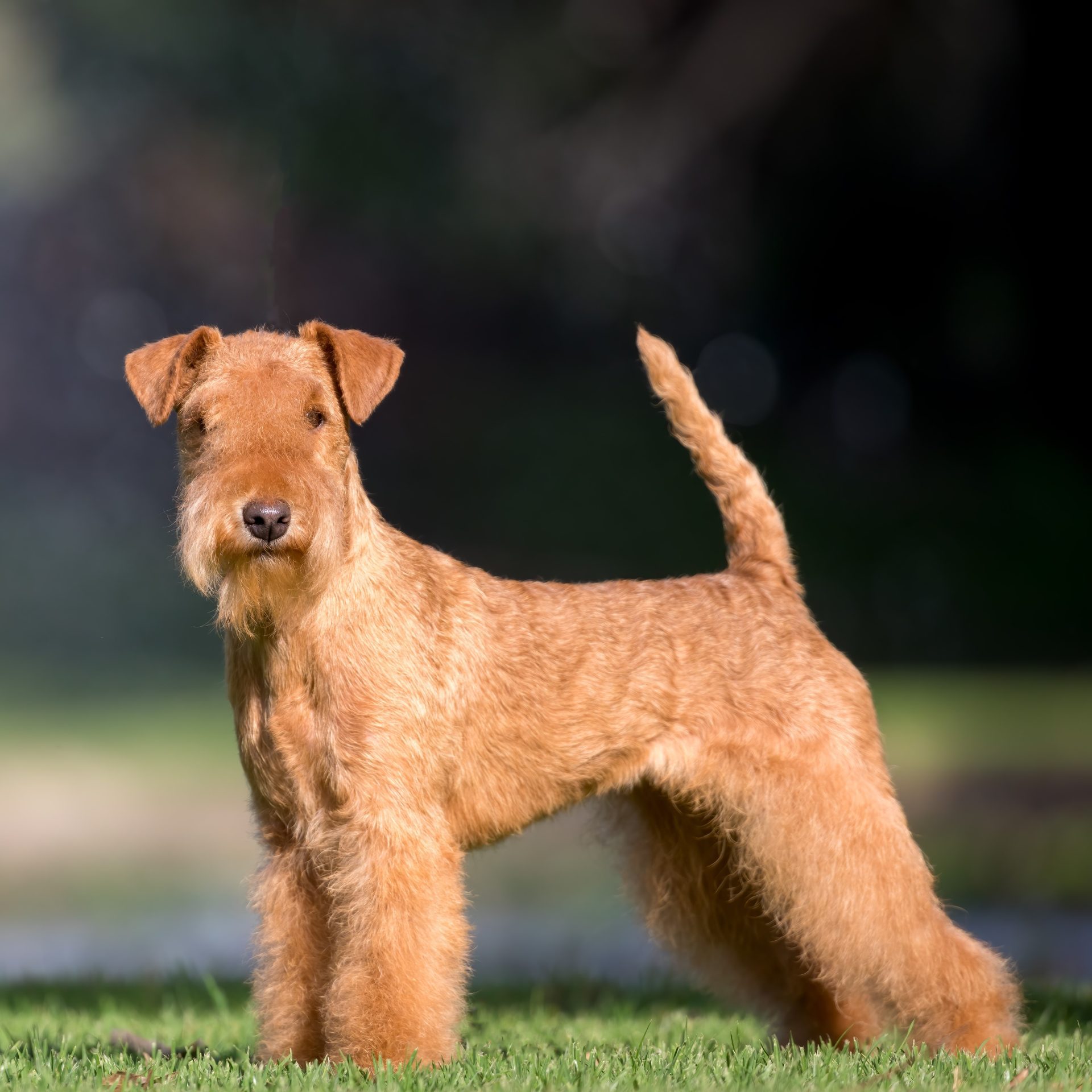 Lakeland terrier in fashion not