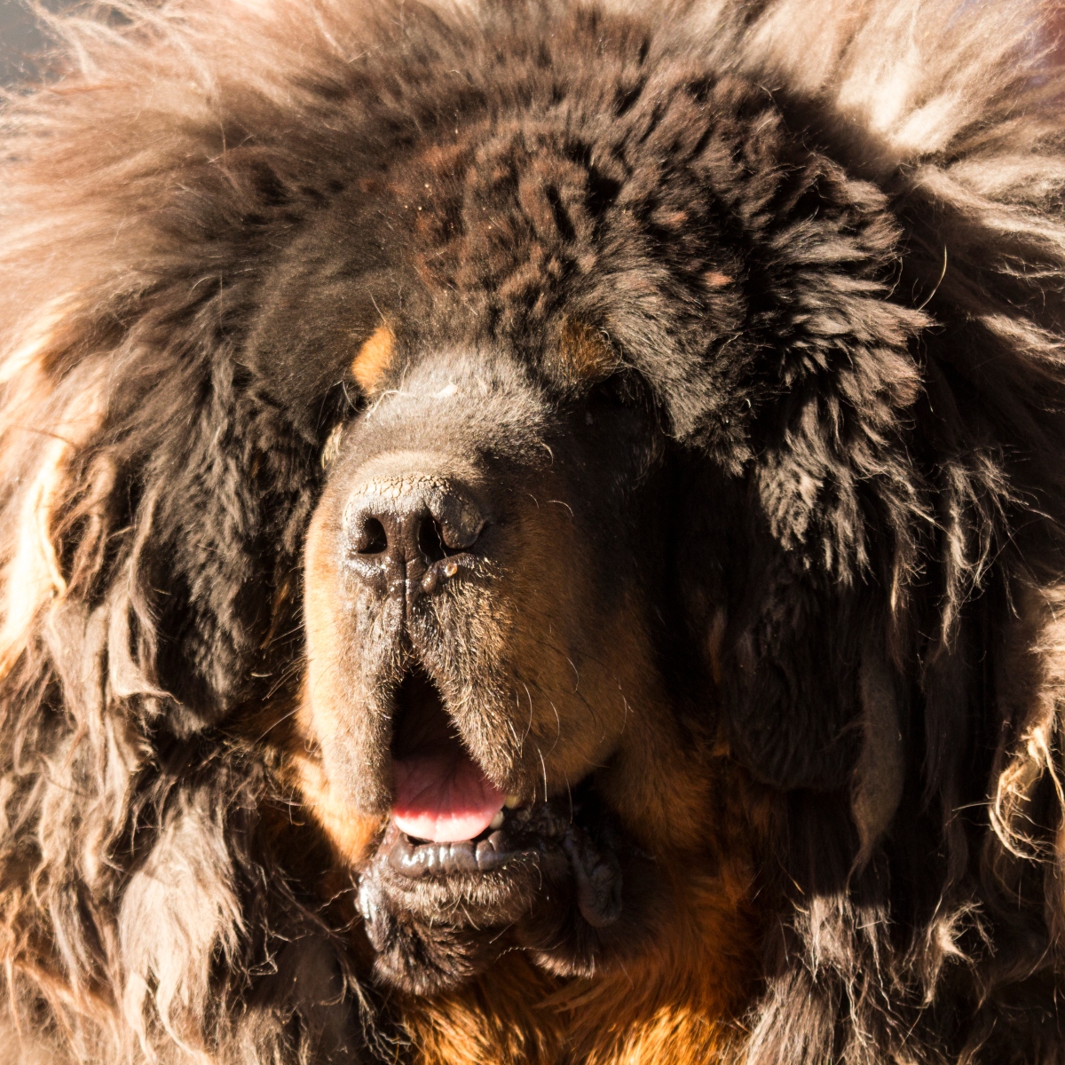 Most fluffiest dog fashion in the world