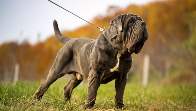 Mastiff aggressive best sale