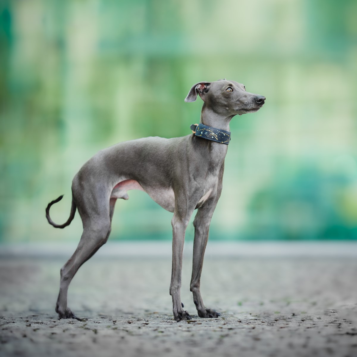 do italian greyhounds bite