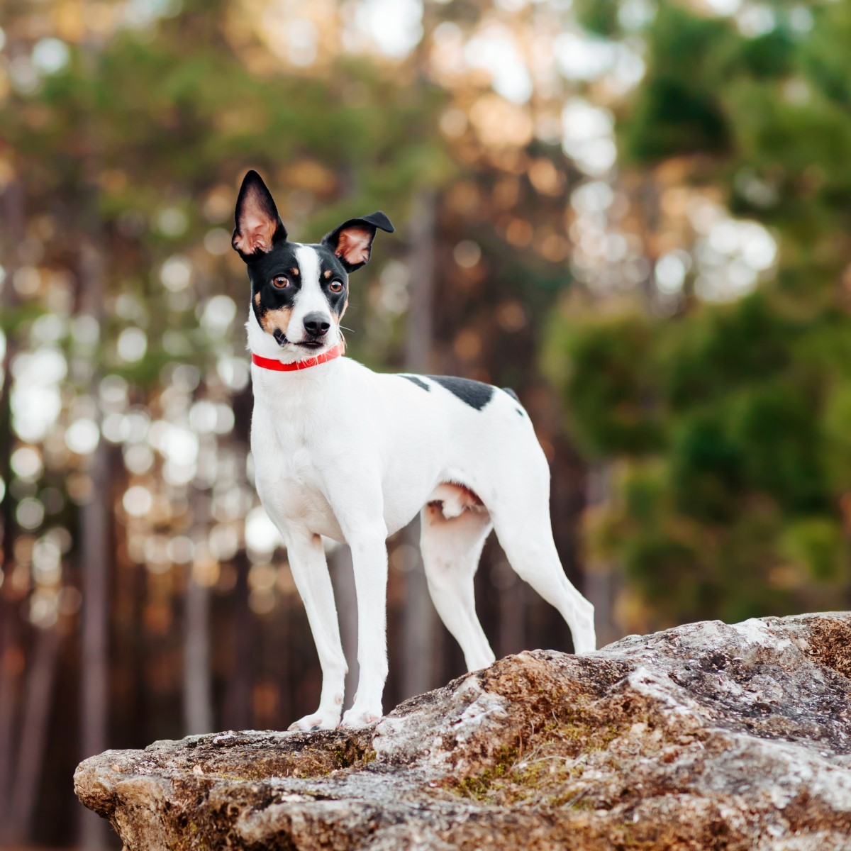 Large rat terrier best sale