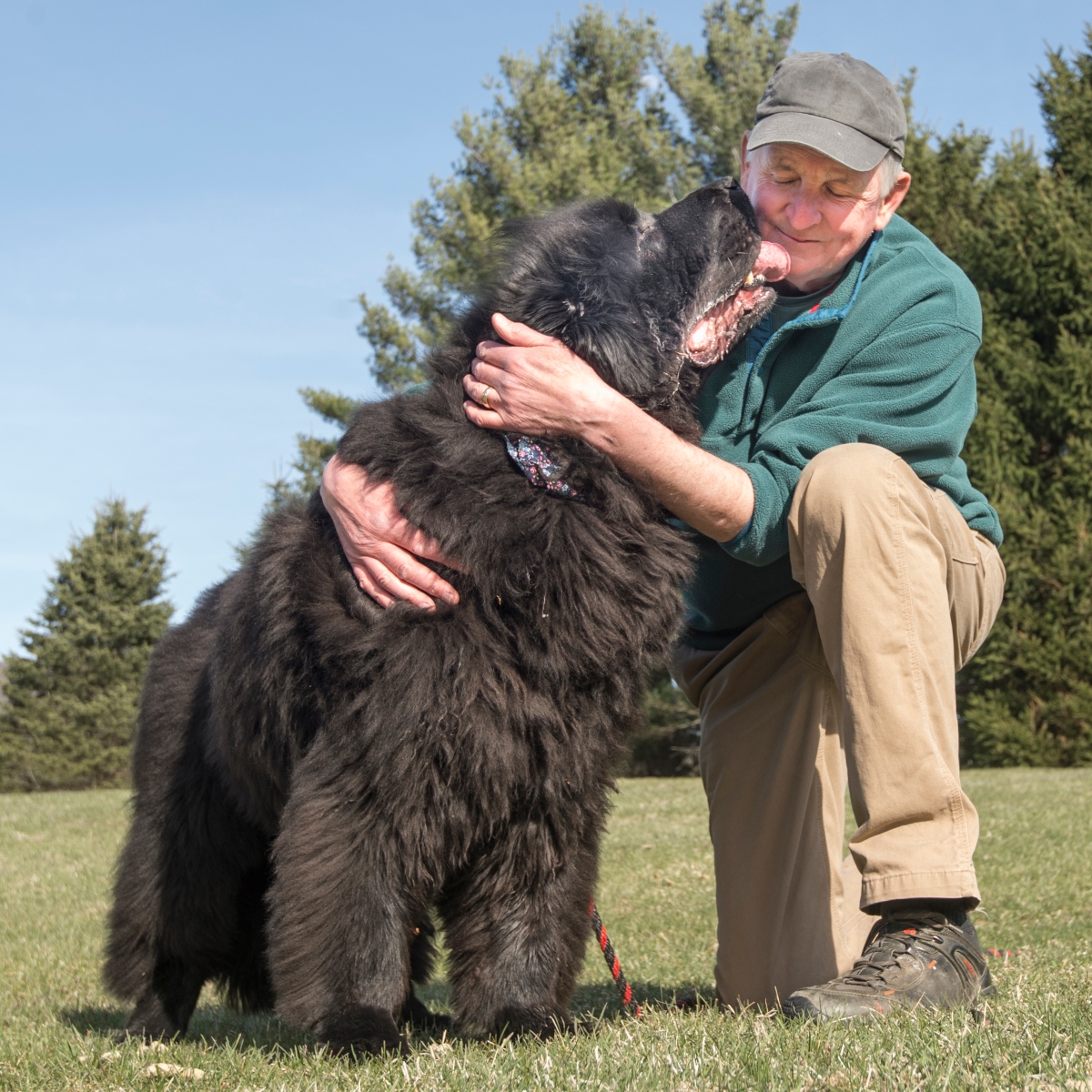 Large newfoundland dog best sale