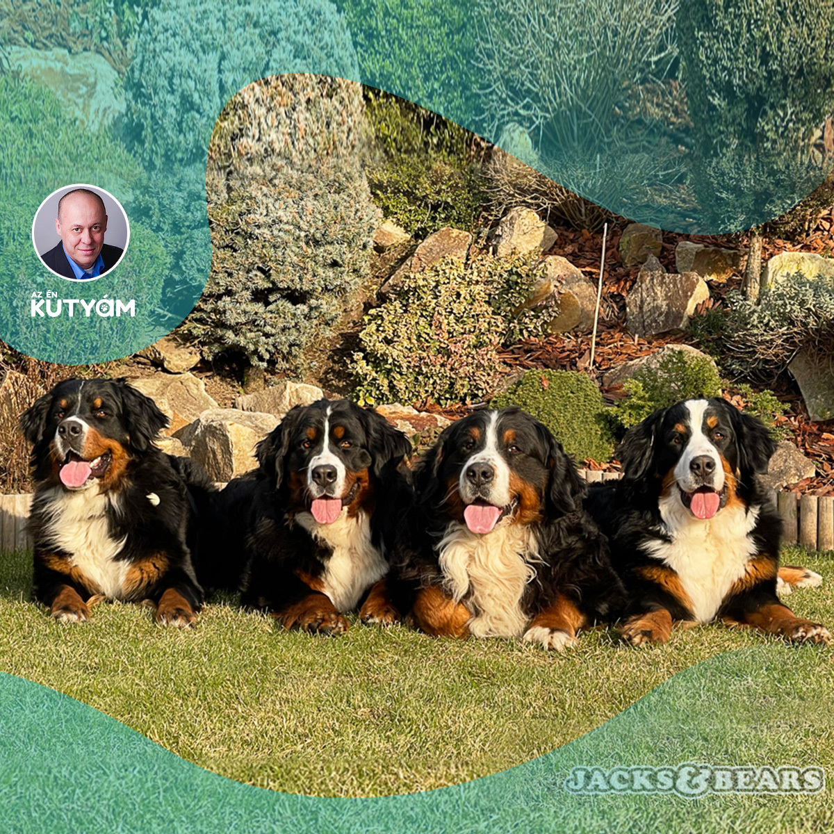 Bernese Mountain Dog grooming in 2023