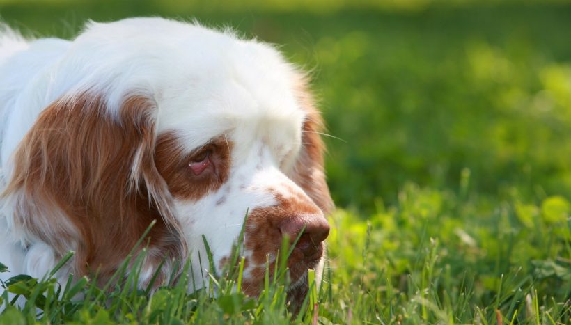 son clumber spaniels tercos