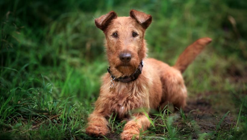 Irish breed hot sale of terrier