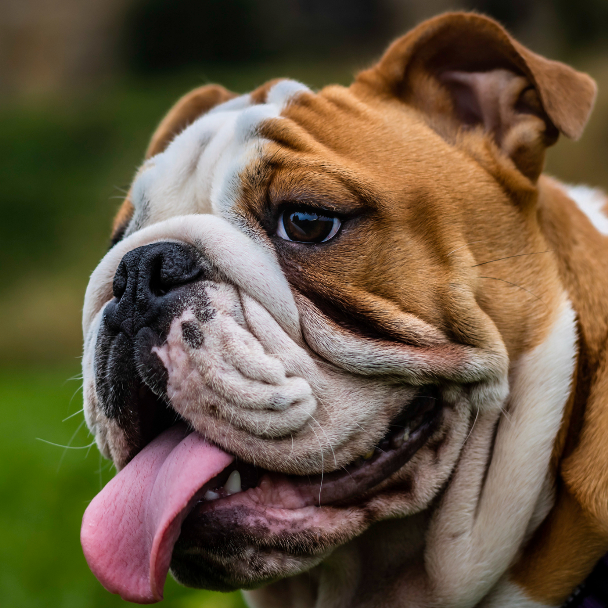 Misconceptions about English Bulldogs what is the truth