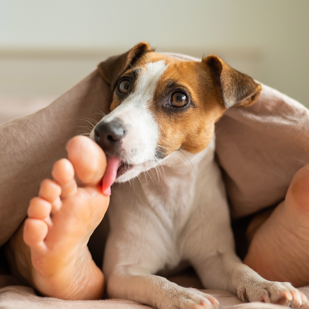 Why does your dog lick your feet?