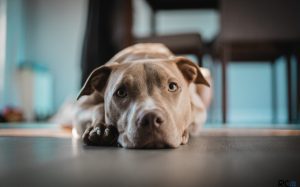 American Pit Bull Terrier lying on the floor