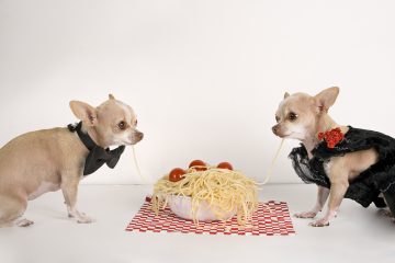 Can your dog eats pasta The answer to the question is nuanced