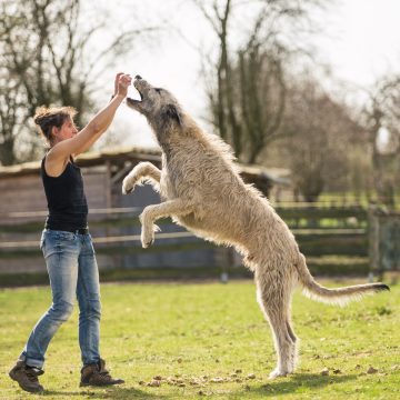 Video of the giant Irish Wolfhound who thinks he s a lapdog