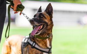 police dog malinois