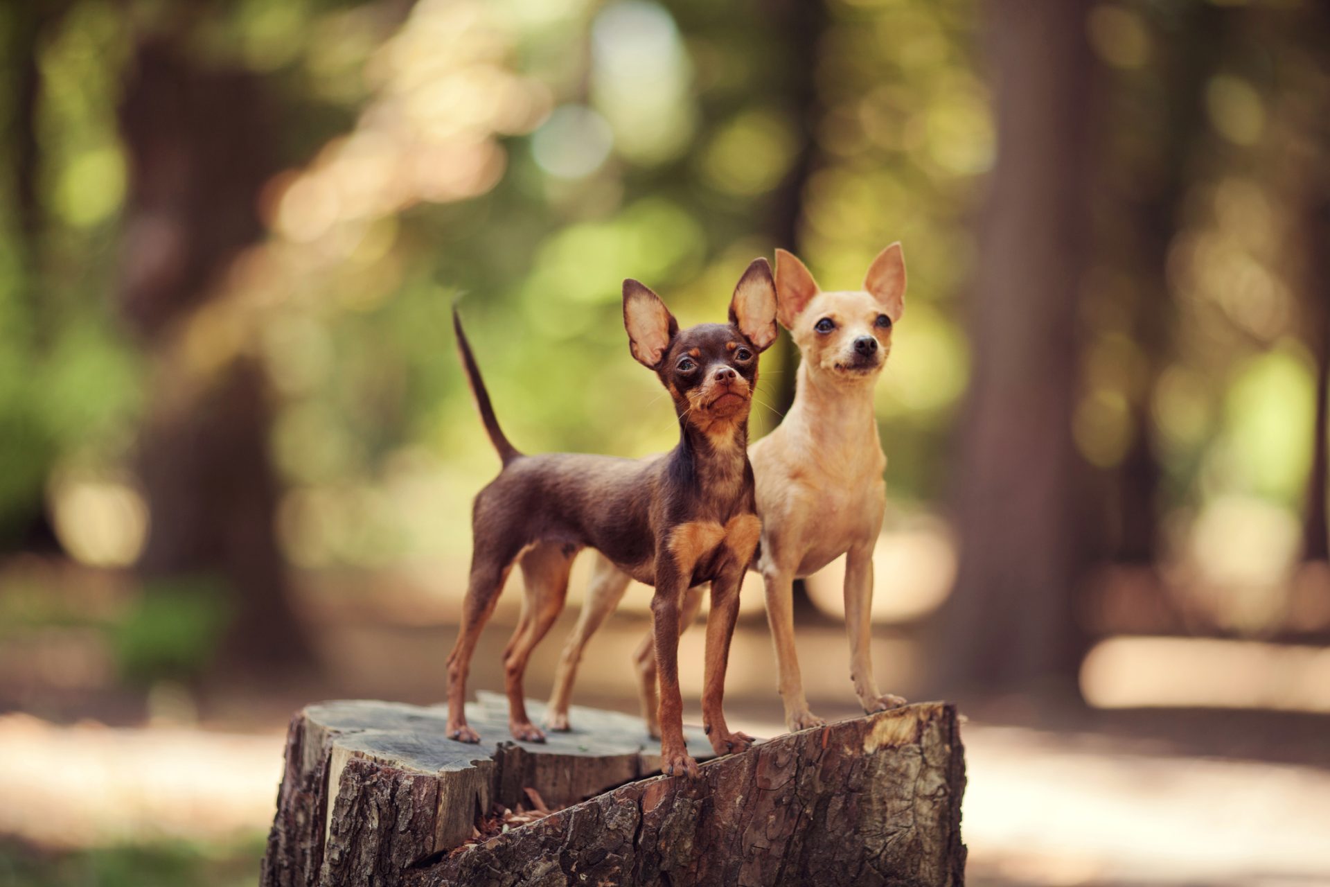 Fashion chihuahua toy terrier