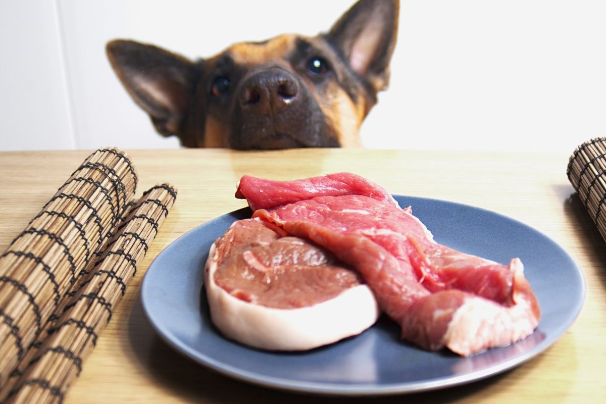 Can dogs eat raw pork best sale