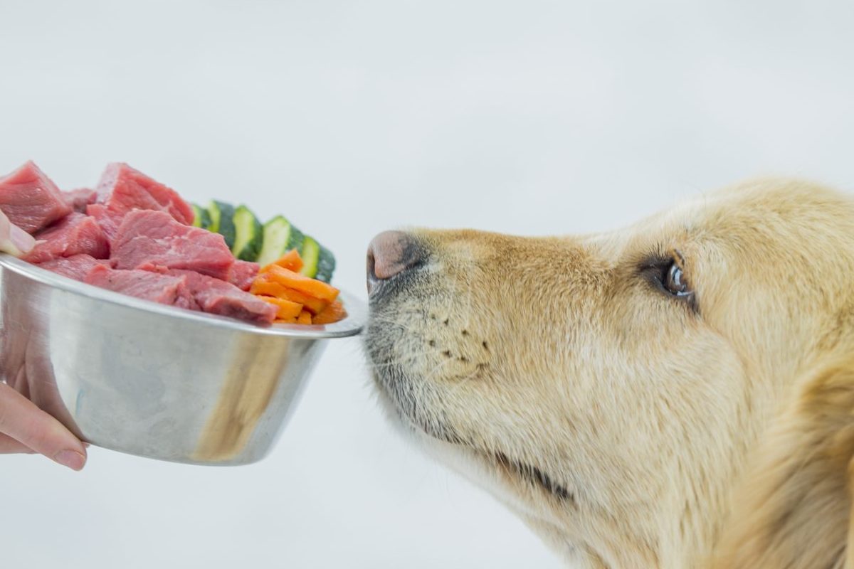 Can you give raw meat to your dog We asked a vet