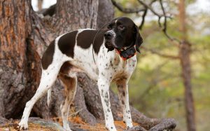 gps collar on a pointer