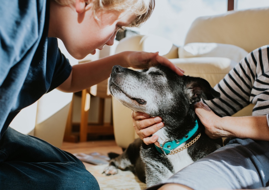 Estas enfermedades oculares pueden transmitirse de los perros