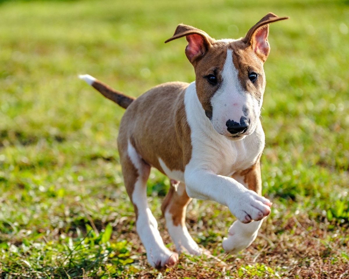 Miniatűr bullterrier