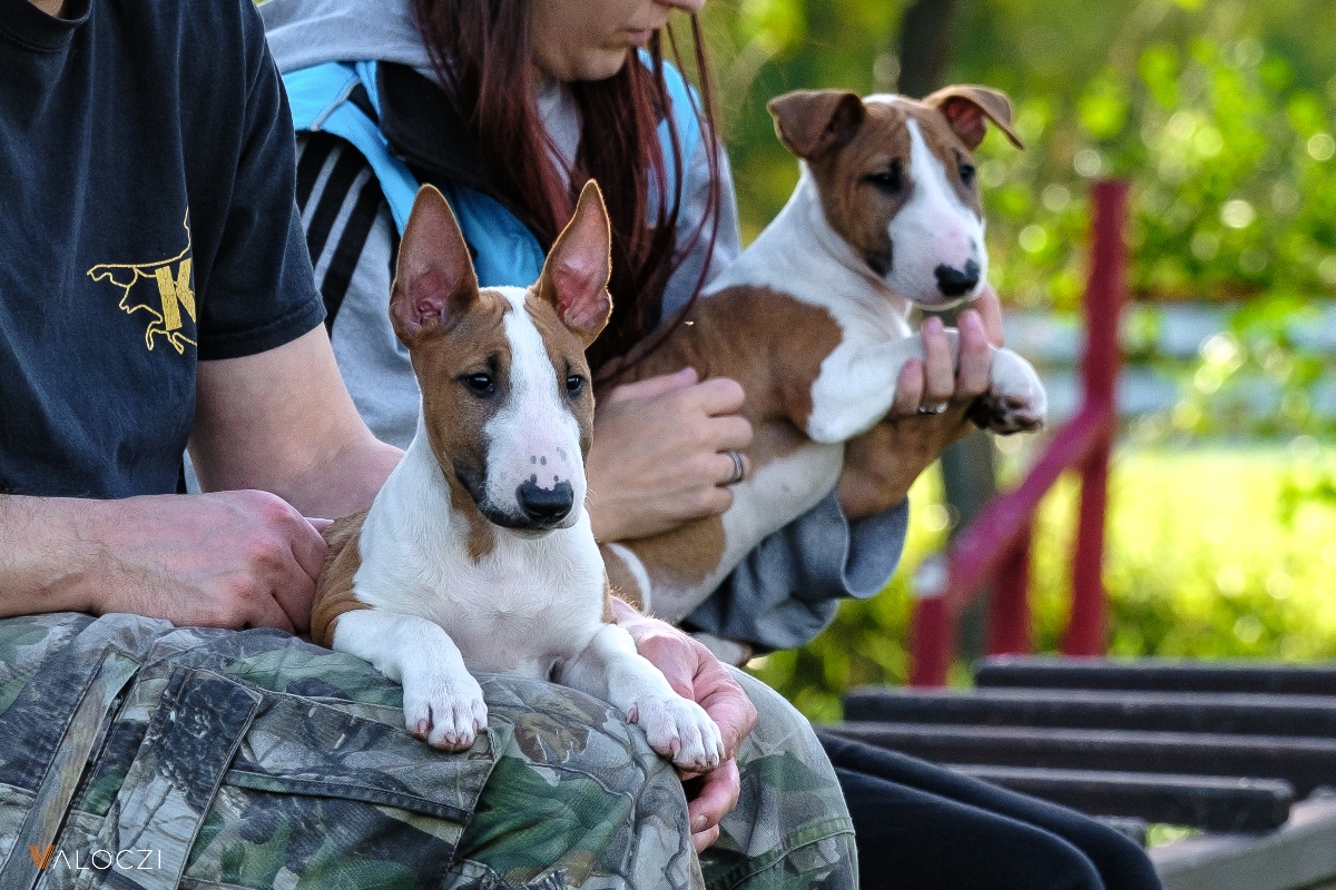 Miniatűr bullterrier