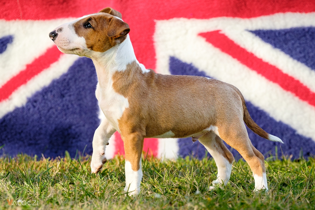 Miniatűr bullterrier